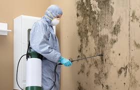 Best Black Mold Removal in Hailey, ID